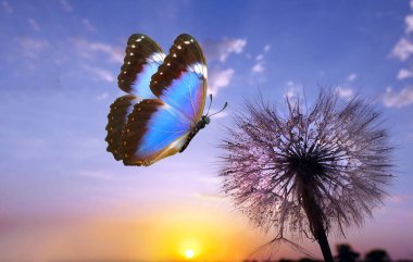 Morpho kelebeği ve karahindiba. Gün doğumunun arka planında su damlalarındaki karahindiba çiçeğinin tohumları. Boşlukları kopyala.