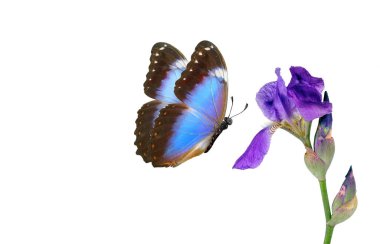 parlak mavi morpho kelebeği ve mor iris çiçeği beyaz üzerine izole edilmiş su damlaları