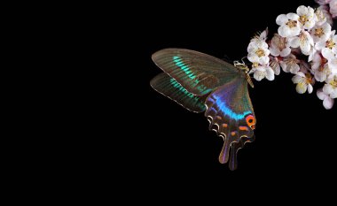 Parlak tropikal kırlangıç kelebeği. Siyah üzerine izole edilmiş kayısı dalında. Boşluğu kopyala