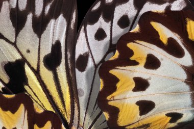 Tropikal kelebeklerin parlak renkli kanatları. kelebek kanatlarının makro fotoğrafçılığı