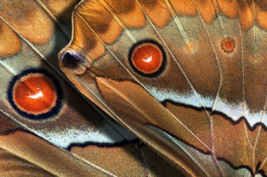 Tropikal kelebeklerin parlak renkli kanatları. kelebek kanatlarının makro fotoğrafçılığı