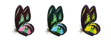 Beyaza izole edilmiş renkli tropikal kelebekler. Rothschild 'in kuş kanadı (Ornithoptera rothschildi)