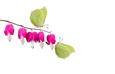 Mor çiçeklerdeki parlak sarı kelebekler beyaza izole edilmiş. Kükürt kelebekleri. Boşluğu kopyala