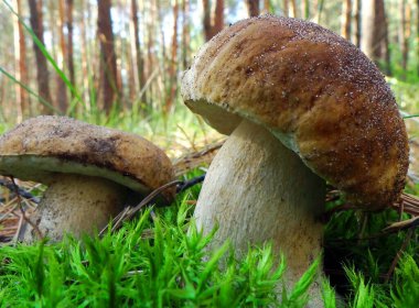    Çam Ormanı 'nda mantar çöreği. Yakın çekim..                            