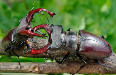 Geyik böcekleri. İki erkeğin düellosu. Kapat..