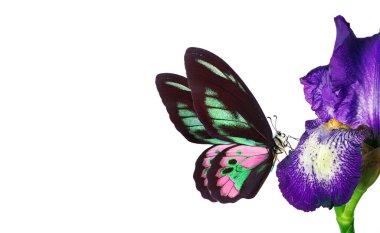 Mor iris çiçeğindeki parlak tropikal kuş kanadı kelebeği beyazın üzerine düşer. Uçan renkli kelebek. Boşluğu kopyala