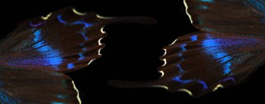 Papilio maackii. Alpine black swallowtail. Colorful exotic swallowtail butterfly wings isolated on black. Tropical butterfly wings close-up. Selective focus clipart