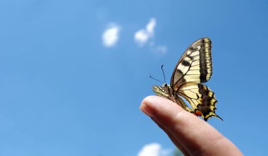 Mavi gökyüzüne karşı elinde parlak renkli kırlangıç kelebeği. Boşluğu kopyala