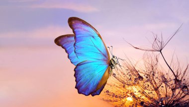 Doğal pastel arka plan. Morpho kelebeği ve karahindiba. Gün batımının arka planında bir su damlasının içindeki karahindiba çiçeği tohumları. Boşlukları kopyala.