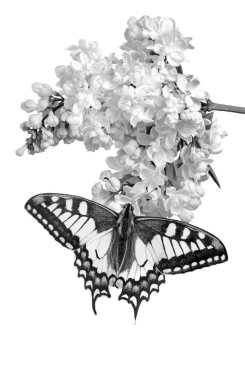 Kırlangıç kelebeği beyaz leylak çiçekleri üzerinde çiy damlaları içinde beyaza izole edilmiş. siyah ve beyaz