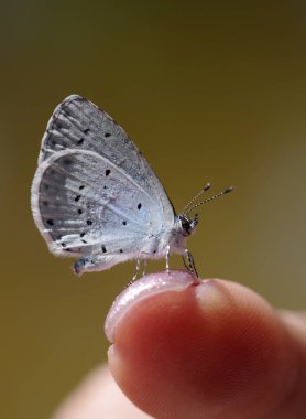 Parmağında oturan küçük mavi kelebek. Lycaenidae. Gossamer kanatlı kelebekler. Güneşli yaz arkaplanı. 