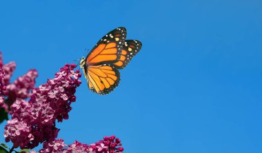 Mavi gökyüzüne karşı parlak turuncu kral kelebeği ve mor leylak çiçekleri. Boşluğu kopyala