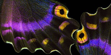 Tropik bir kelebeğin parlak renkli kanatları. Kapat.