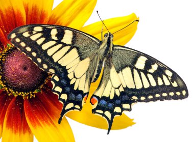 Beyaz izole bir çiçek kelebek. Gerbera çiçek. Swallowtail Kelebek, Papilio machaon. 