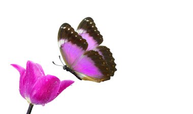 Mor lale çiçeğinin üzerindeki mavi tropikal morpho kelebeği beyaz üzerine izole edilmiş su damlaları. Boşluğu kopyala