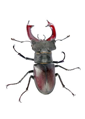 Stag beetle üzerinde beyaz izole.