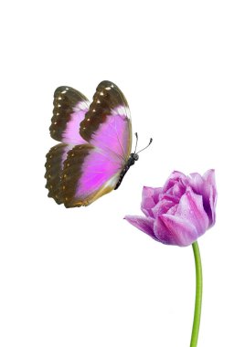 Renkli mor tropikal morpho kelebeği ve çiğ taneciklerindeki mor lale beyazı izole eder.