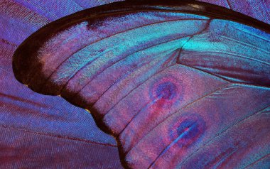 Tropikal bir morpho kelebeğinin parlak mavi kanatları. Kelebek kanatları deseni. Kapat.