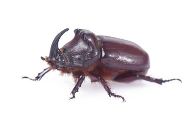 Avrupa gergedan böceği (Oryctes nasicornis) beyazın üzerinde izole edilmiş. Kapat. seçici odak.