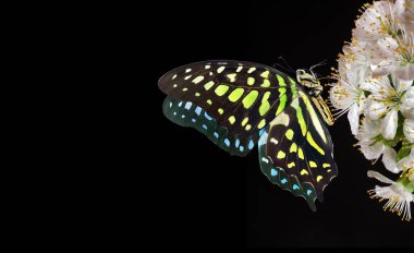 Siyah üzerine izole edilmiş sakura çiçekleri üzerinde parlak benekli tropikal kelebek. Kelebek sakura üzerinde. Graphium agamemnon kelebeği. Yeşil noktalı üçgen. Kuyruklu yeşil karga