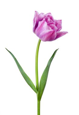 Sudaki mor lale çiçeği beyaza izole edilmiş.