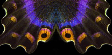 Bright colorful wings of tropical butterfly on black. Papilio maackii. Colorful exotic swallowtail butterfly wings clipart