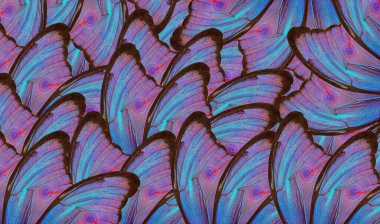 Tropikal bir morpho kelebeğinin parlak renkli kanatlarının soyut deseni. Kelebek kanatlarının süsü. mavi morpho doku arkaplanı