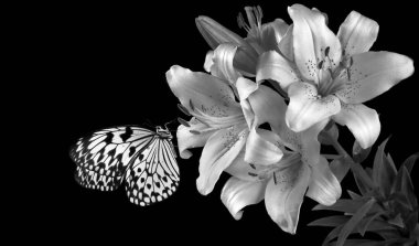 Bright tropical butterfly on white lily flowers isolated on black. Rice paper butterfly. Large tree nymph. White nymph butterfly.