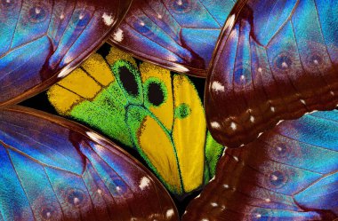 Kelebeğin kanatları. Tropikal kelebek kanatları deseni