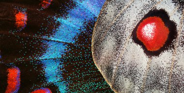 Tropikal kelebek Maackii kırlangıç ve Apollo 'nun kanatları. Kapat.