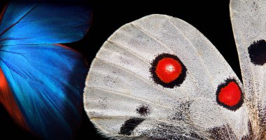 Tropikal bir kelebek olan Morpho ve Apollo 'nun kanatları. Kapat.                                 