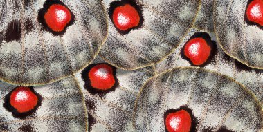 bright abstract pattern from apollo butterfly wings. butterfly wings ornament