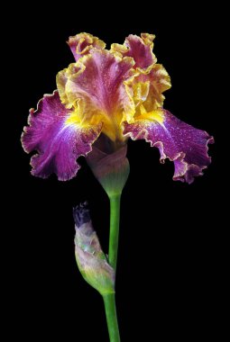 Suyun içindeki parlak renkli iris çiçeği, siyah üzerine izole edilmiş.. 