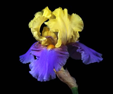 Parlak mavi ve sarı zambak siyah üzerine izole edilmiş. 