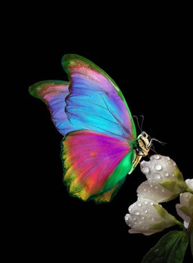 Yasemin çiçeklerinin üzerindeki parlak tropikal morpho kelebeği çiğ taneleri siyah üzerine düşer.