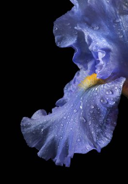 Su damlalarındaki parlak mavi iris çiçeği siyaha izole edilmiş. Kapat.. 