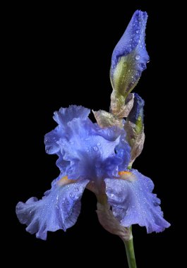 Siyah üzerine izole edilmiş su damlalarındaki renkli mavi iris çiçeği. Kapat.