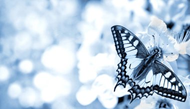 Güzel kelebek, yaklaş.