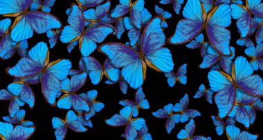 Siyah üzerinde uçan mavi tropikal morpho kelebekleri