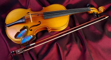 Kemandaki parlak mavi tropikal morpho kelebeği