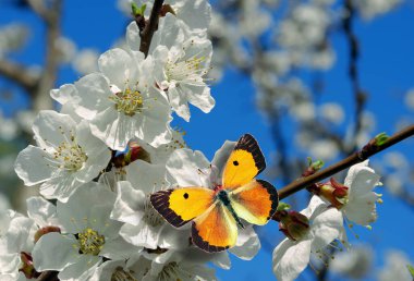 Beyaz sakura çiçekleri üzerinde parlak turuncu kelebek