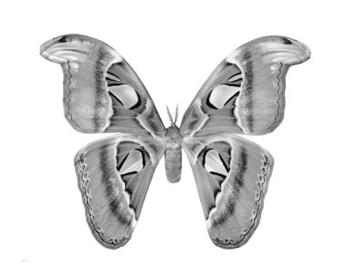 Attacus atlas. Atlas moth. Black and white tropical Atlas butterfly isolated on white. clipart