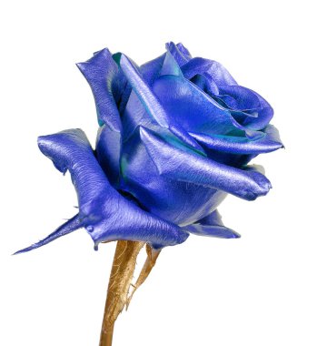 Beyaz üzerine izole edilmiş renkli mavi bir gül. metalik mavi gül