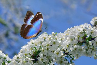 Mavi gökyüzüne karşı kiraz çiçeklerinden oluşan bir dalda parlak mavi tropikal morpho kelebeği. Çiçekli sakura ve kelebek. 