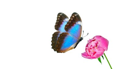 Pembe şakayık çiçeğindeki parlak mavi tropikal morpho kelebeği beyaz üzerine izole edilmiş su damlaları.