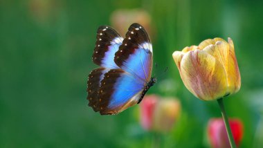 Parlak mavi tropikal morpho kelebeği bahçede sarı bir lale çiçeğinin üzerinde