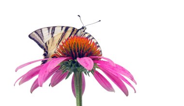 Parlak kelebek kırlangıç kuyruğunu beyaz üzerine izole Echinacea purpurea çiçeği üzerinde yutar. Boşluğu kopyala