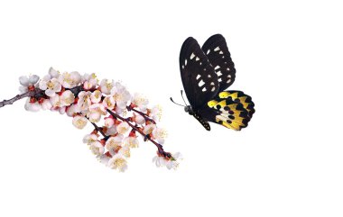 Uçan parlak tropikal kelebek sakura çiçekleri üzerinde, beyazın üzerinde. Kelebek kuş kanatları.