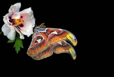 Tropical butterfly Atlas Attacus on white peony flower isolated on black. Large flying moth clipart