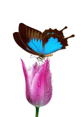 Parlak mavi tropikal kırlangıç kelebeği, lale çiçeğinin üzerindeki çiy damlaları beyaz üzerine düşer.